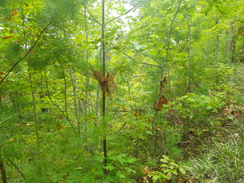 GRSM Accuracy Assessment. Plot Code: GRSM_AA_0505_4