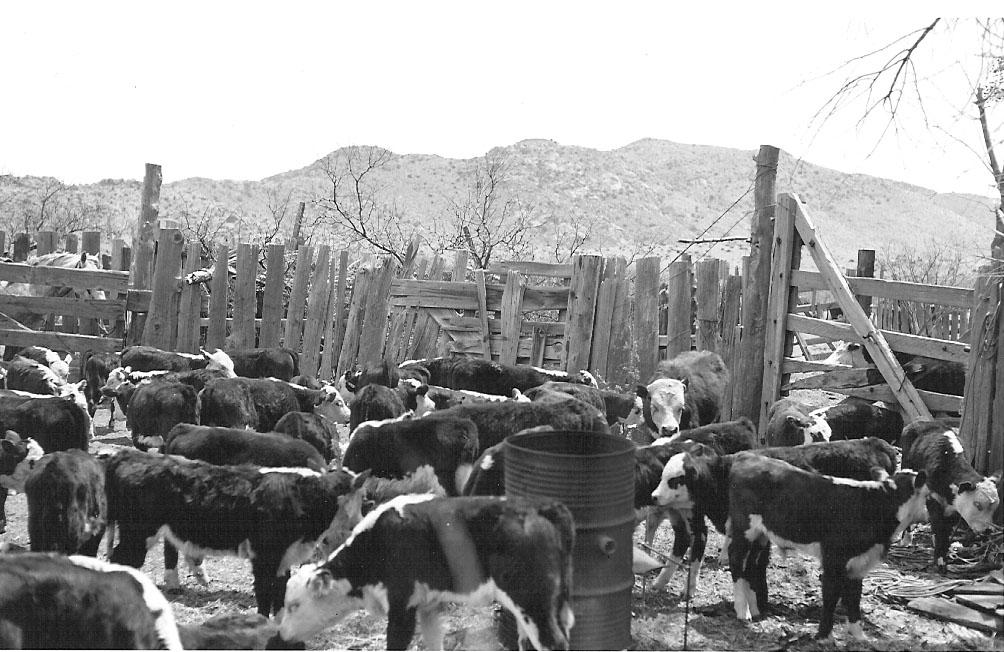 Lots of Hereford-type cattle in a small corral. 