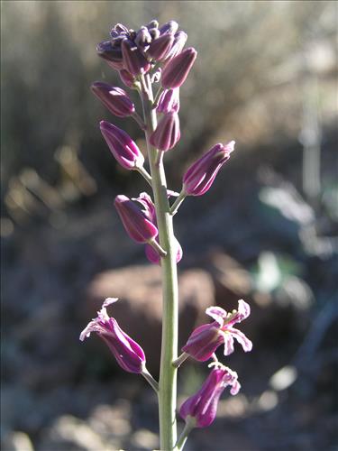 Streptanthus carinatus. Big Bend National Park, Route 13, mile 15. February 2004