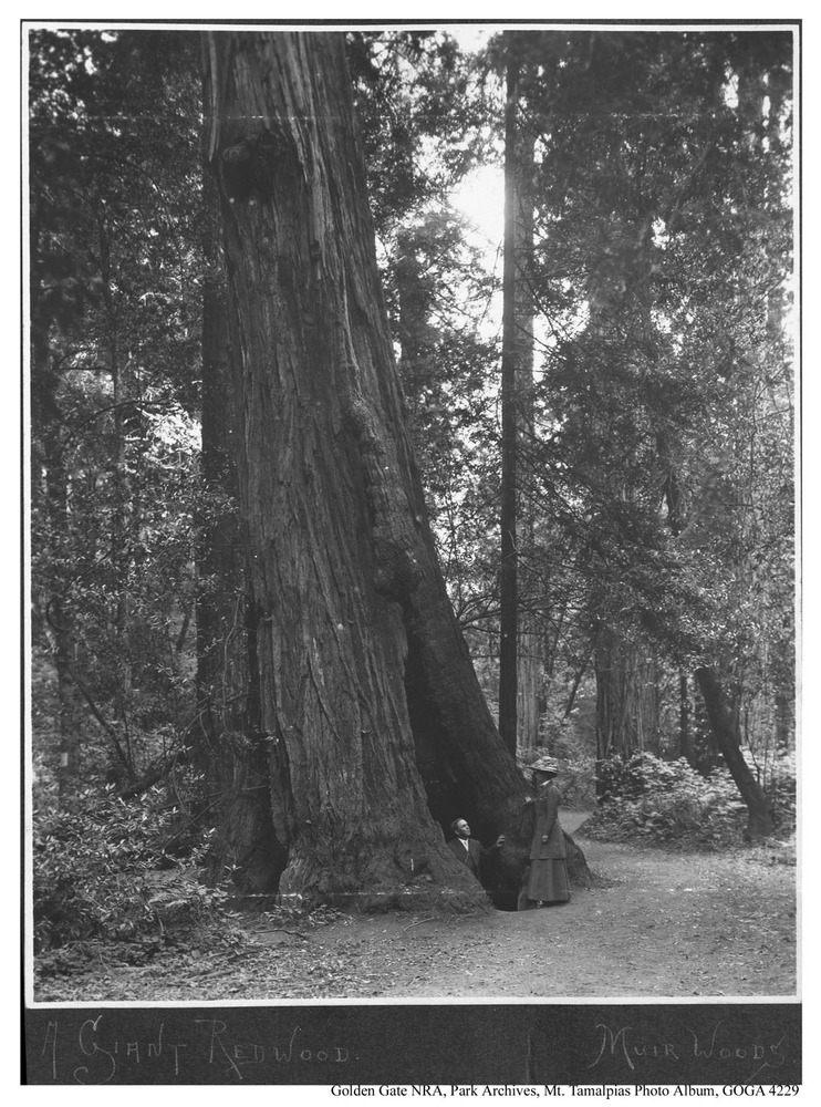 A Giant Redwood