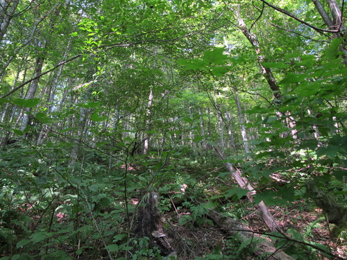 GRSM Accuracy Assessment. Plot Code: GRSM_AA_0869_5