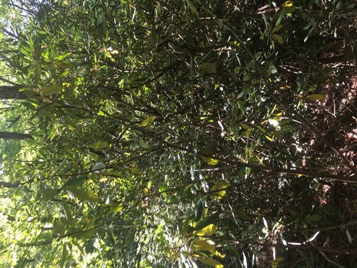 GRSM Accuracy Assessment. Plot Code: GRSM_AA_0879_4