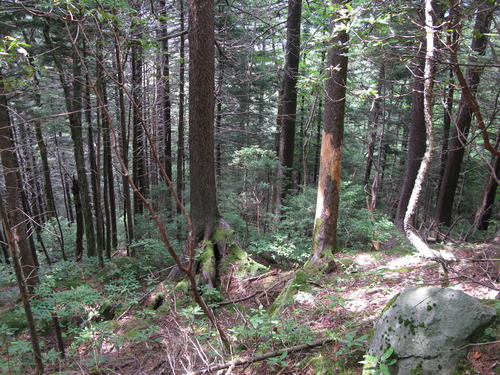 GRSM Accuracy Assessment. Plot Code: GRSM_AA_0805_5