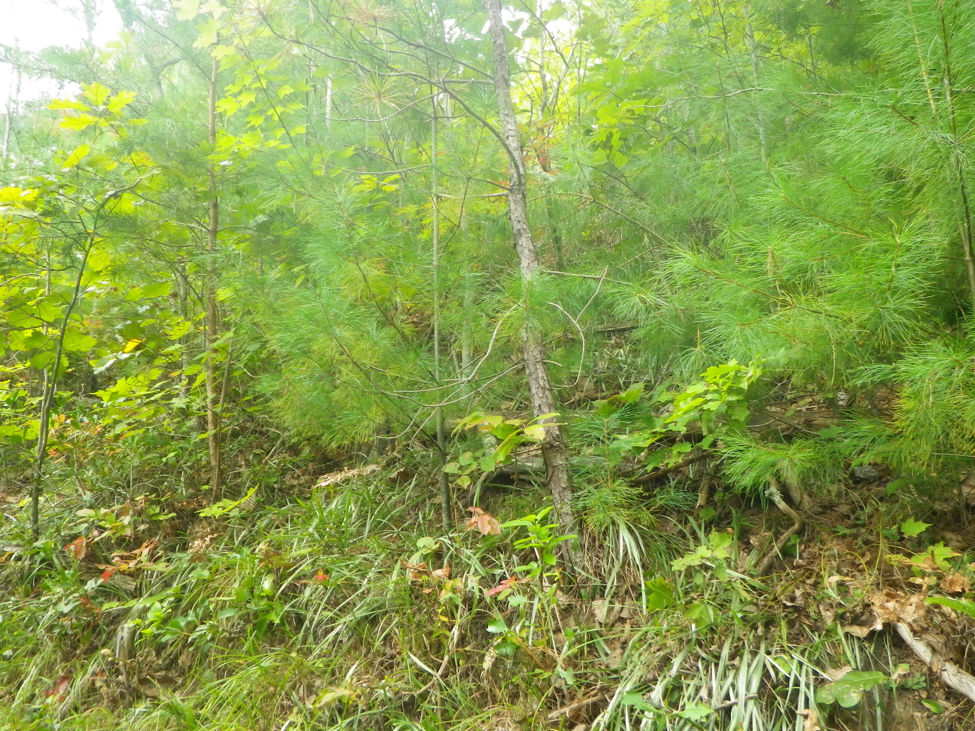 GRSM Accuracy Assessment. Plot Code: GRSM_AA_0505_5