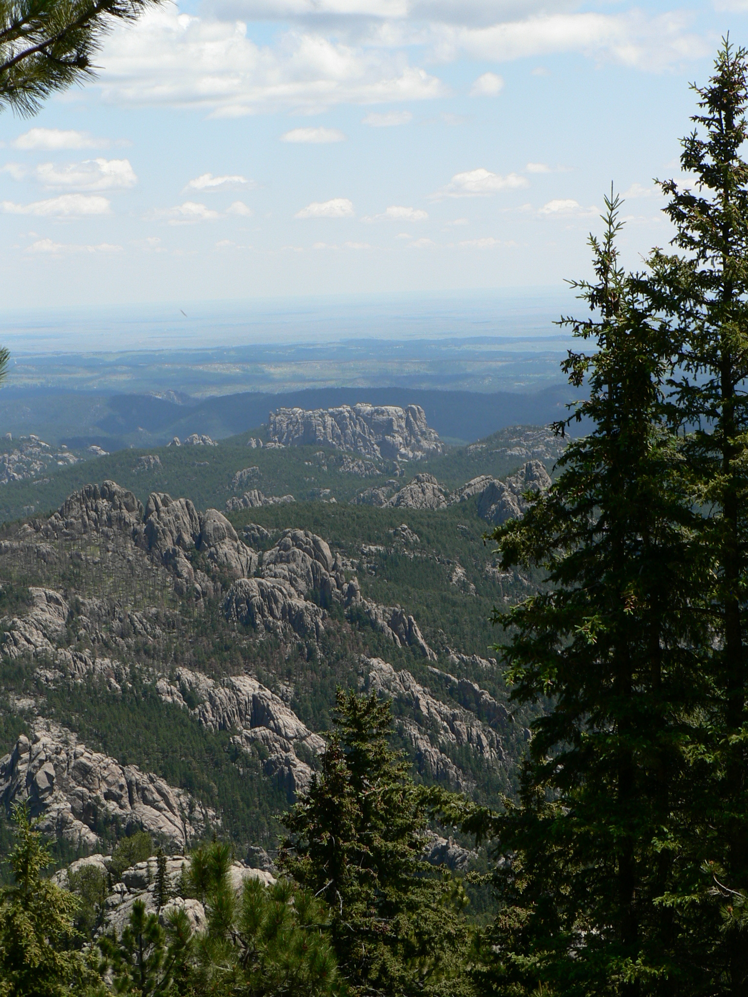 Photo of Black Hills spruce trees in the far right side of an image with the back of Mount Rushmore in the distance.