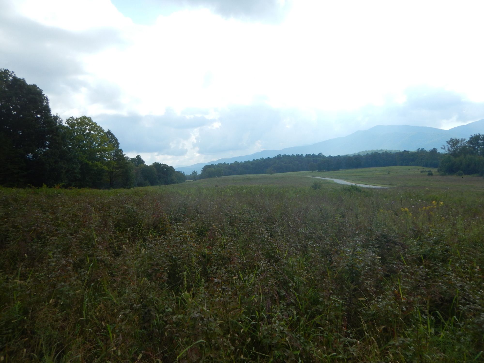 GRSM Accuracy Assessment. Plot Code: GRSM_AA_0633_3