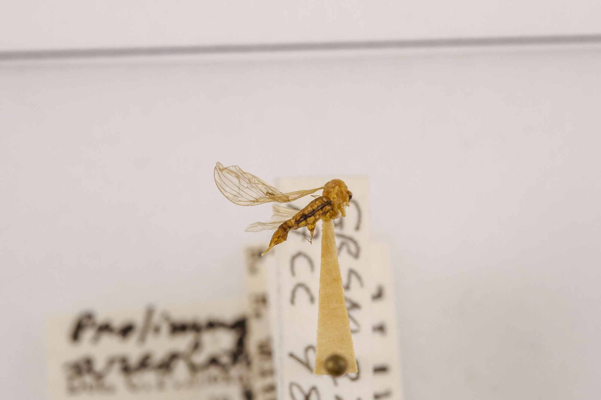 Image of Prolimnophila areolata, a species of Animalia