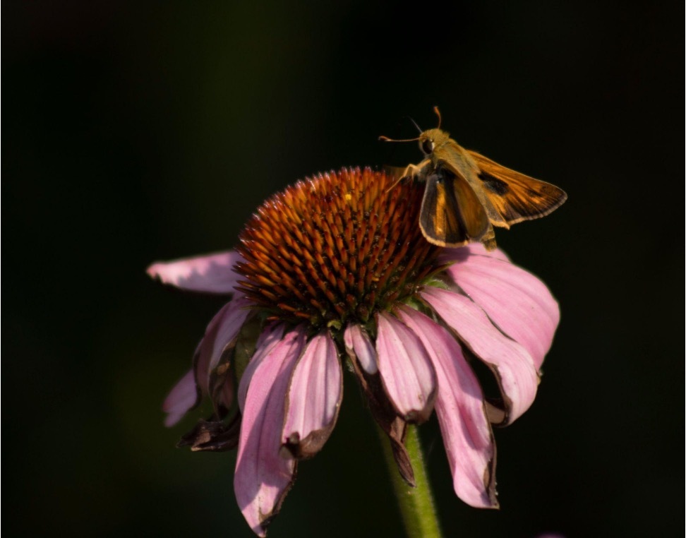 A moth sits on a wilted coneflower at Harpers Ferry. 