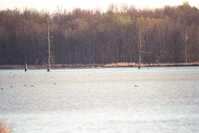 ARPO Animals pelecanus erythrorthynchos PelecanusErythrorhynchos1. 