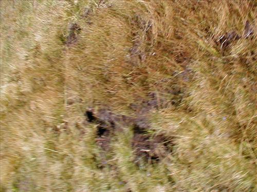 Meadow impacts from stock use at Lower Rock Creek Crossing, Sequoia and Kings Canyon National Park