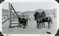 This is an historic black and white photograph from the Scotty's Castle Historic Photograph Collection, Death Valley National Park of seven horses standing next to wooden board gate and wire mesh fence. Stucco building with Spanish tile roof in middle ground. Stack of roofing trusses behind building. Low mountains in background. Inscriptions in black ink along lower border.