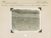 hfca_1607_iva_013_10_009_8676a_a. Mammals, Antelope [Pronghorn] -- 