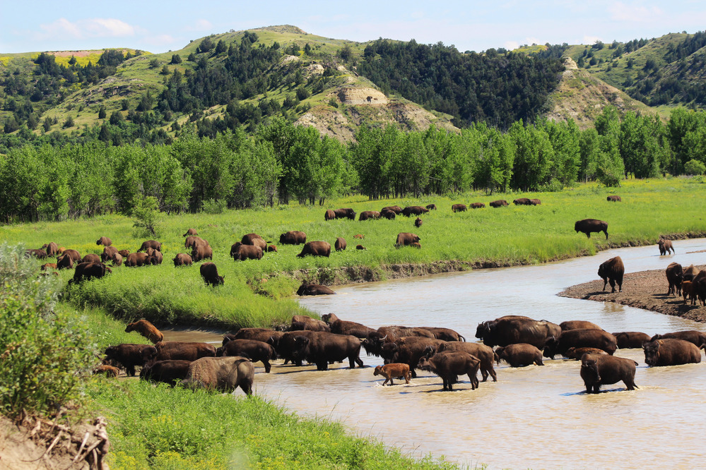A herd of bison crossing a muddy river in a valley of green grasses and trees with a line of buttes in the background.