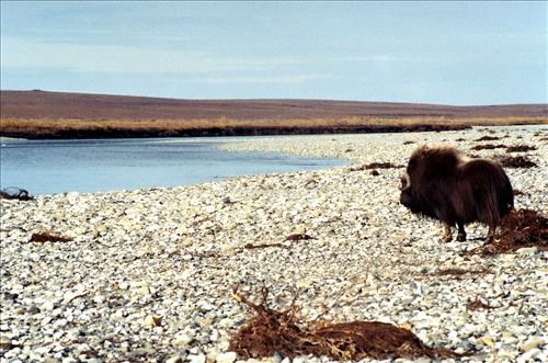 1 Muskoxen in Alaska