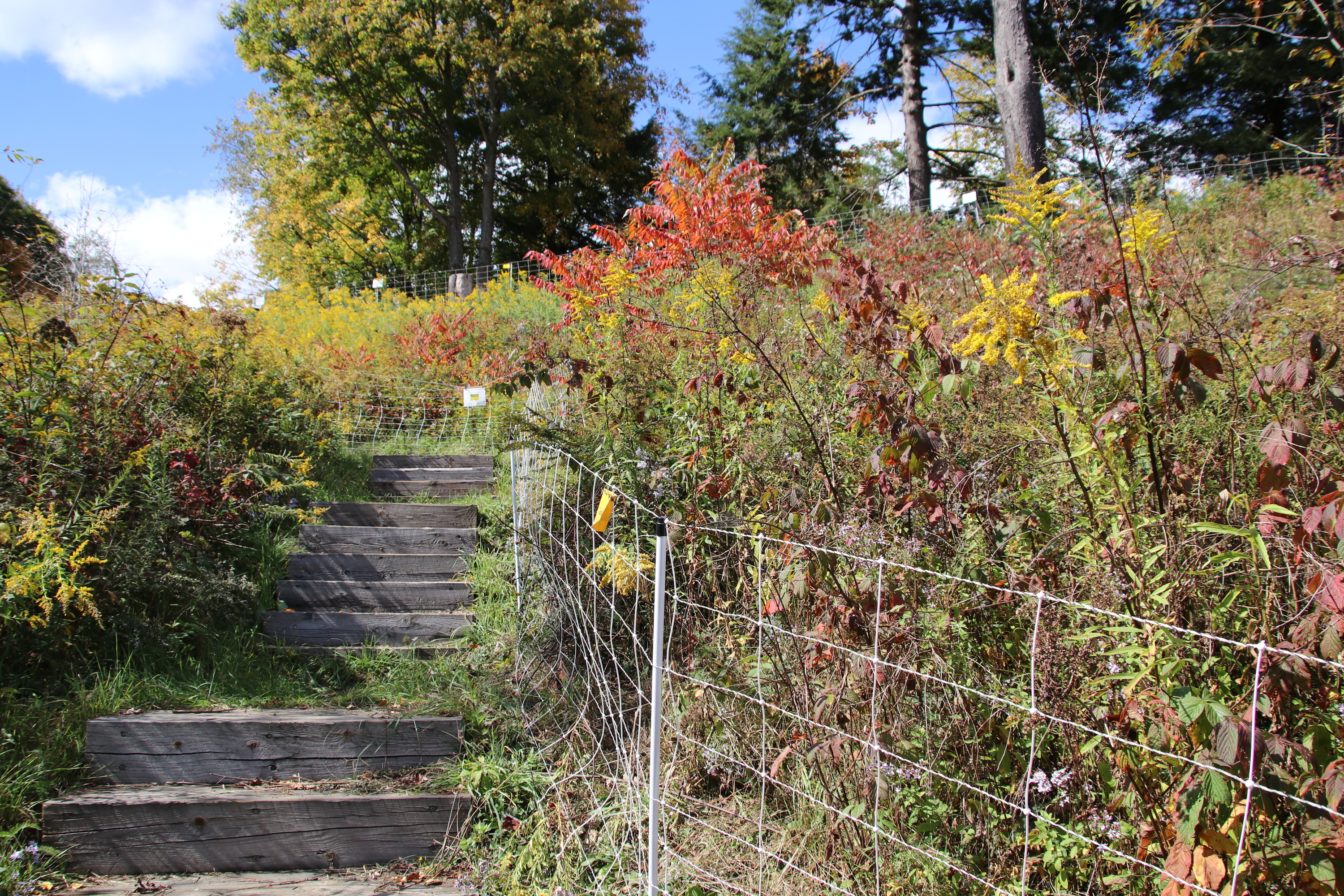 Steps surrounded by vegetation 