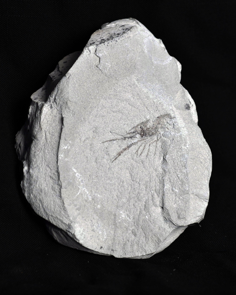 Crayfish fossil