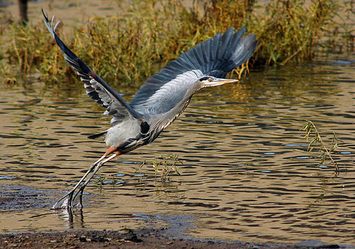 Great Blue Heron taking flight