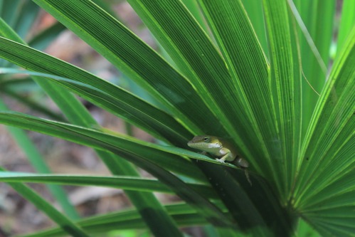 anole resting on a palmetto leaf