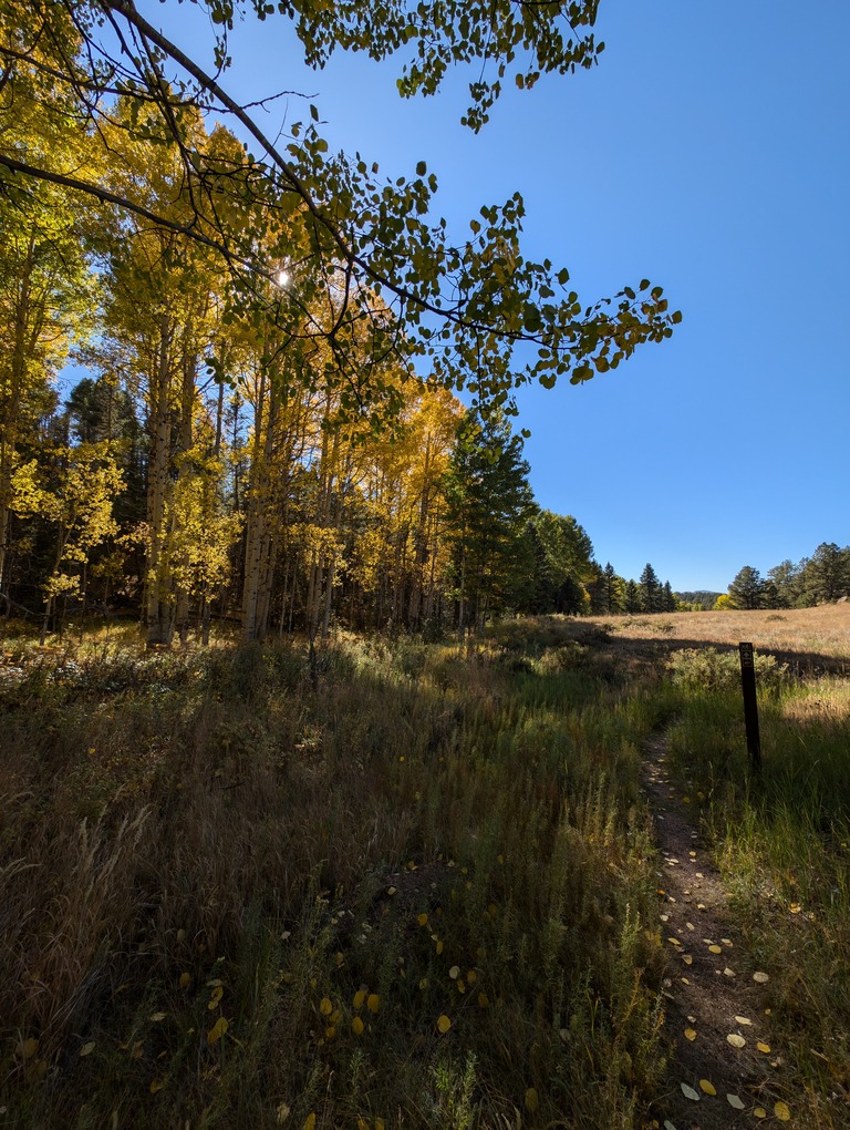 The sun shines through the yellow leaves of tall trees near a dirt path.
