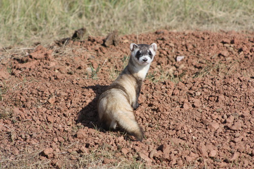 a ferret with a black mask looks back at the camera from a prairie dog mound