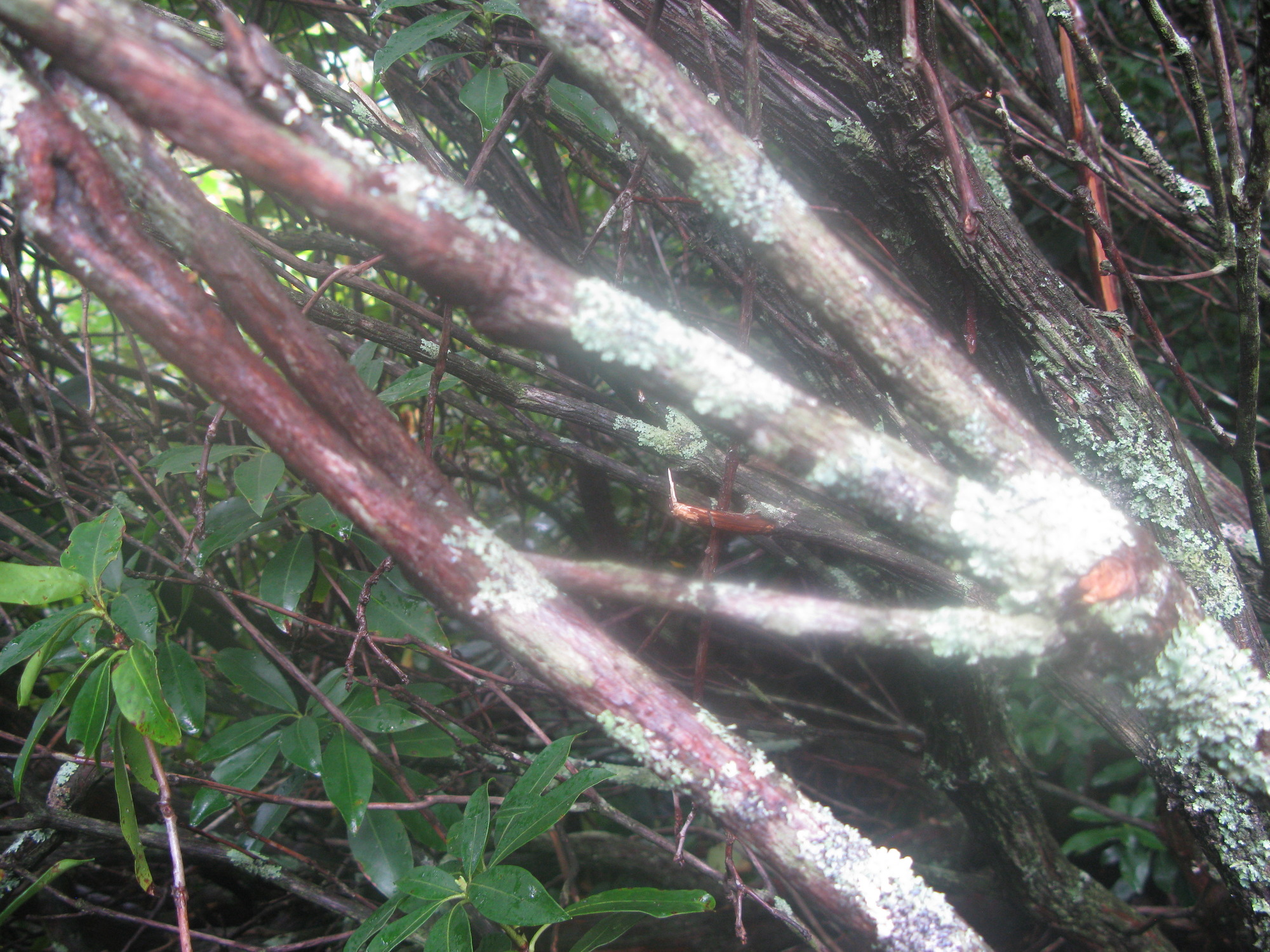 GRSM Accuracy Assessment. Plot Code: GRSM_AA_0387_5