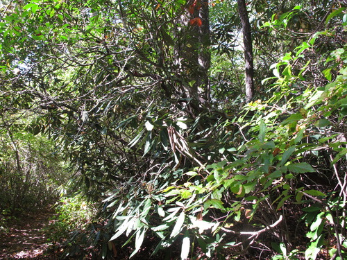 GRSM Accuracy Assessment. Plot Code: GRSM_AA_0187_6