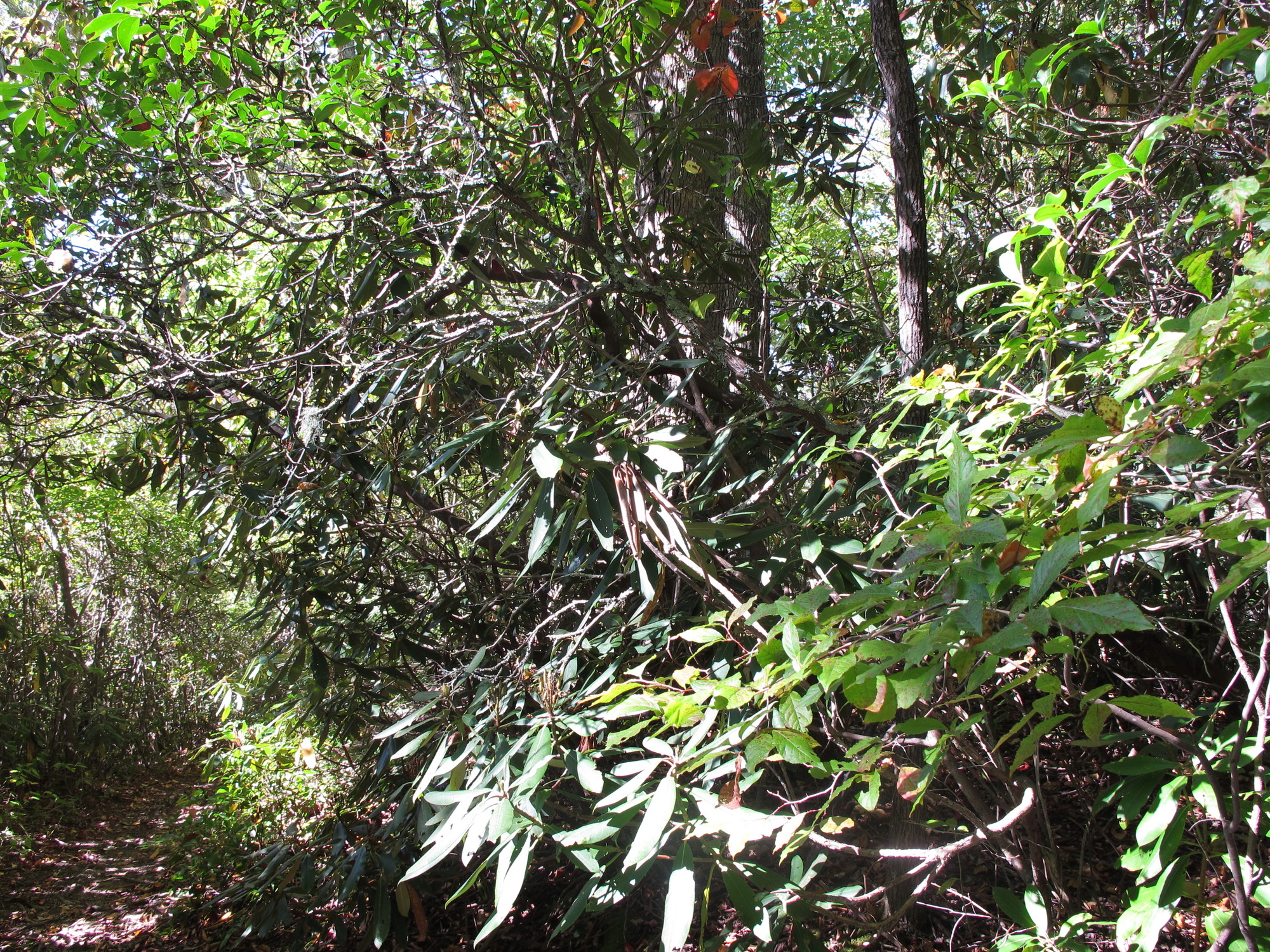 GRSM Accuracy Assessment. Plot Code: GRSM_AA_0187_6