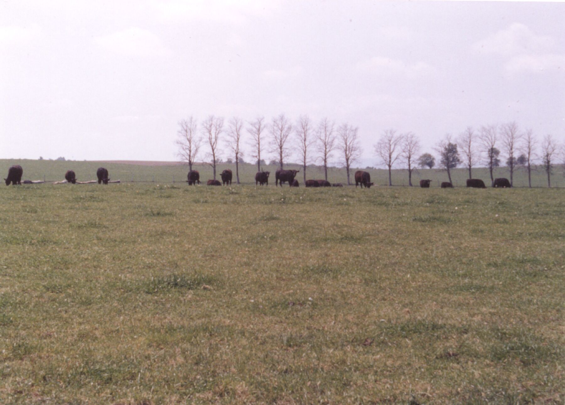 A herd of black angus cattle standing in a grassy field with leafless trees behind.