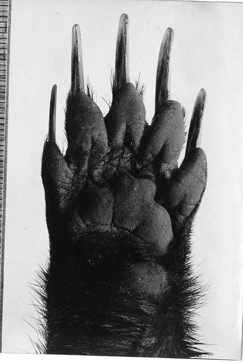 Badger paw