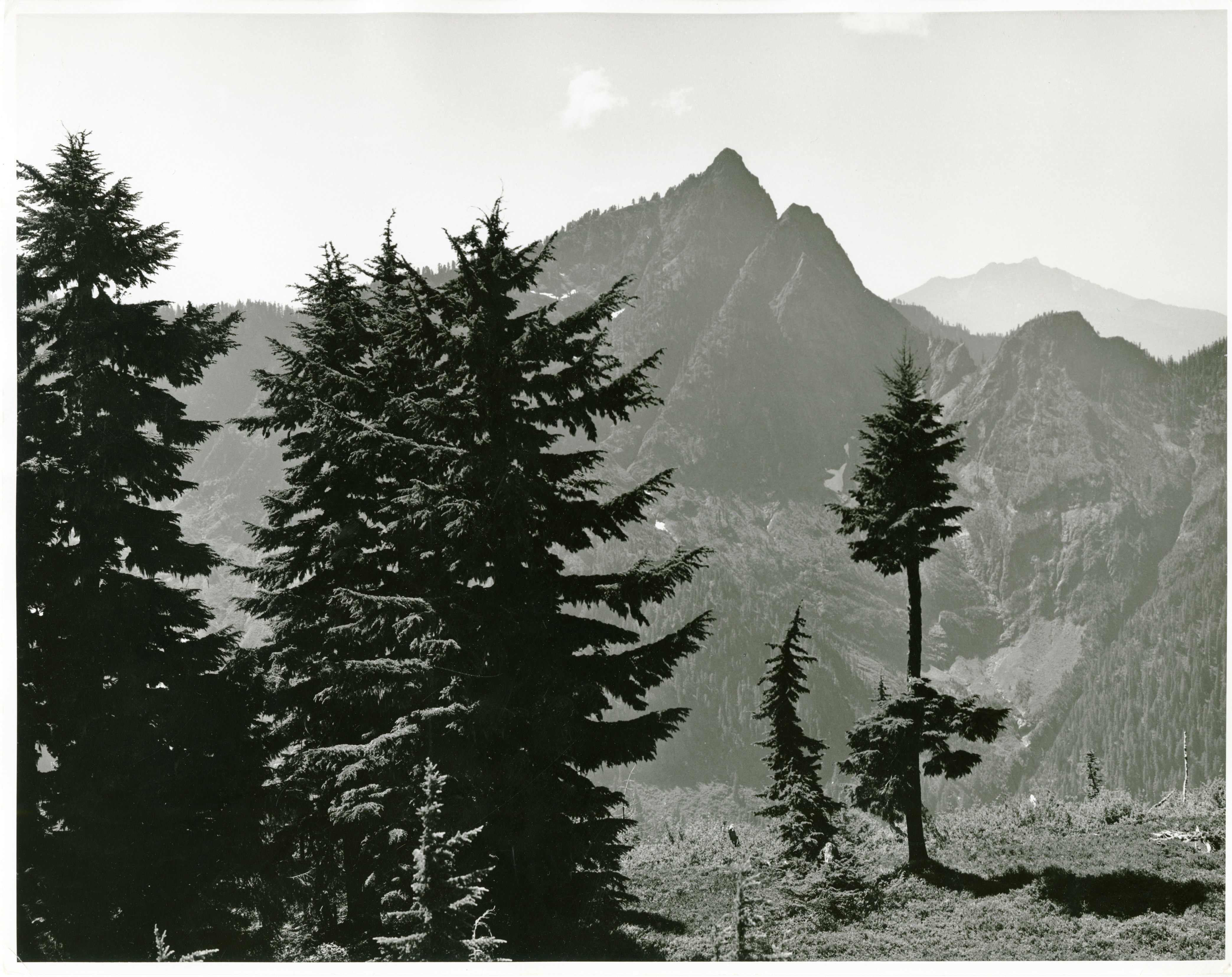 A forested mountain ridge. Coniferous trees in the foreground.