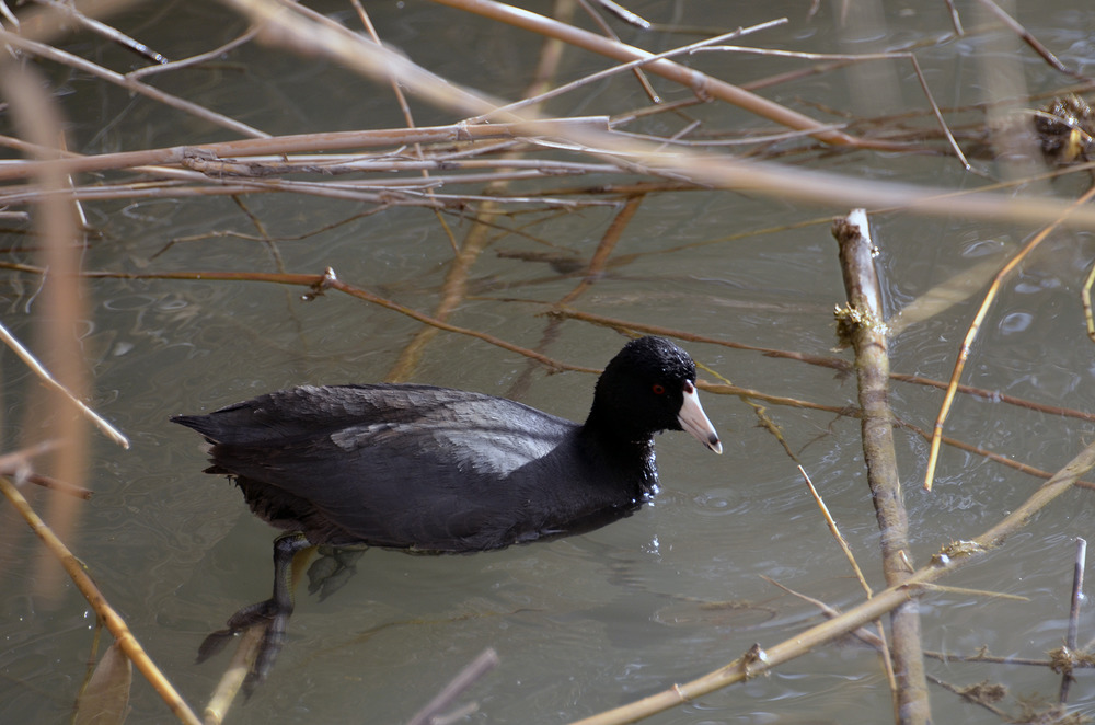 American Coot