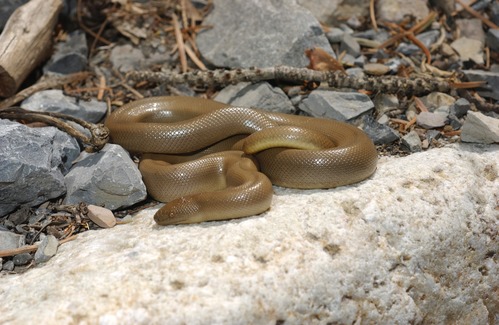 Northern Rubber Boa