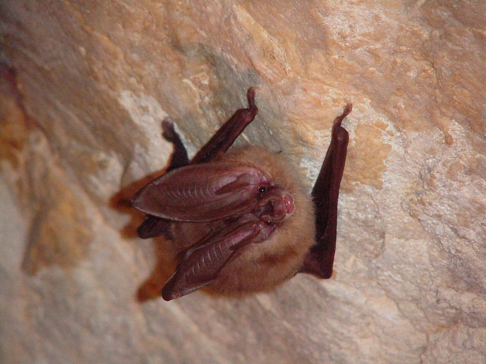 Townsend's Big Eared Bat