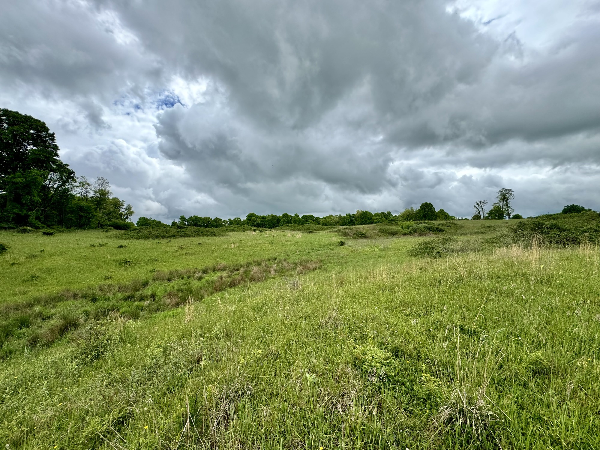Site visit with park staff and the Southeastern Grasslands Institute to evaluate grassland restoration projects in the park. 