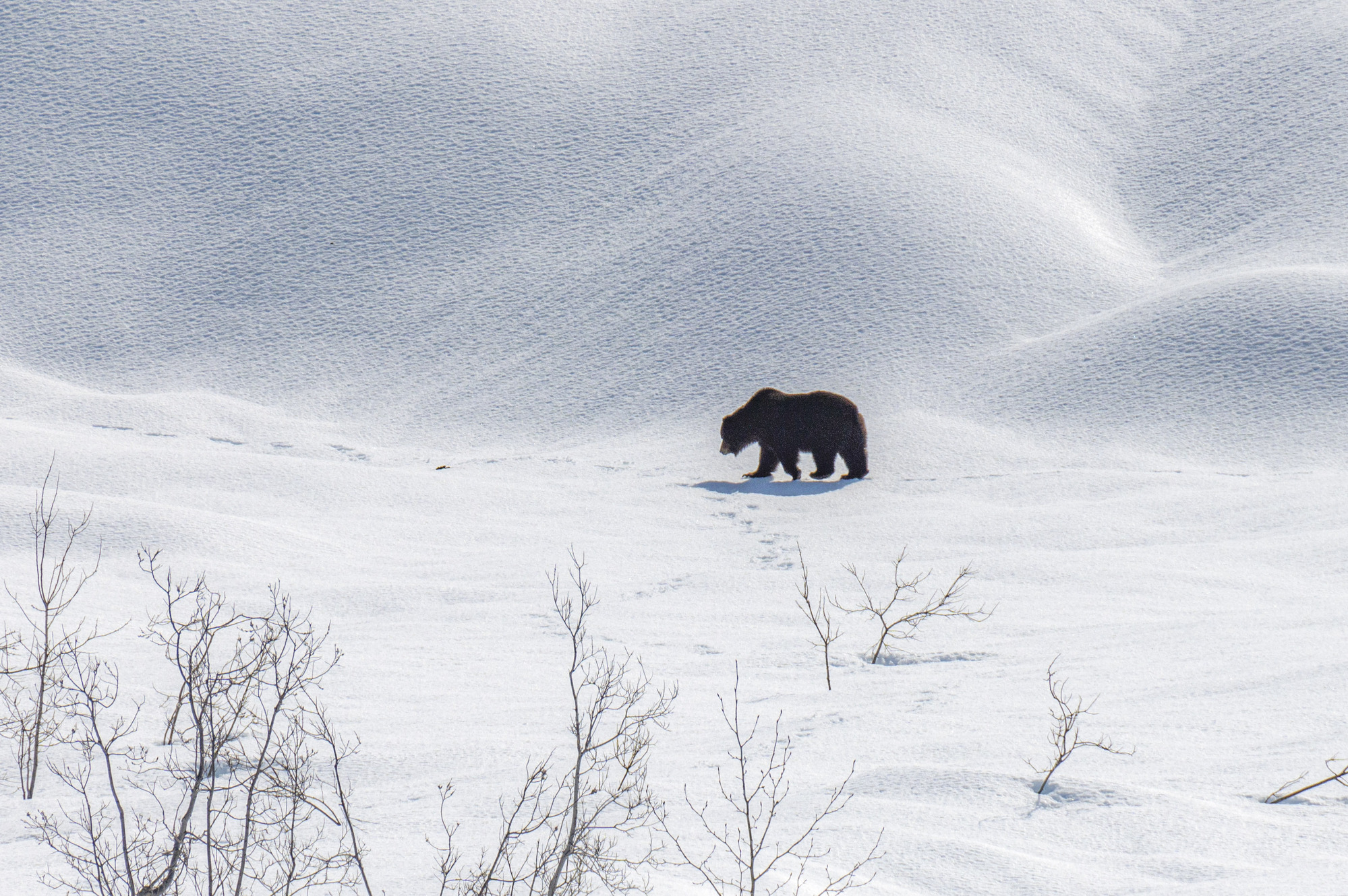 Brown bear walking on smooth snow with sparse vegetation poking through.