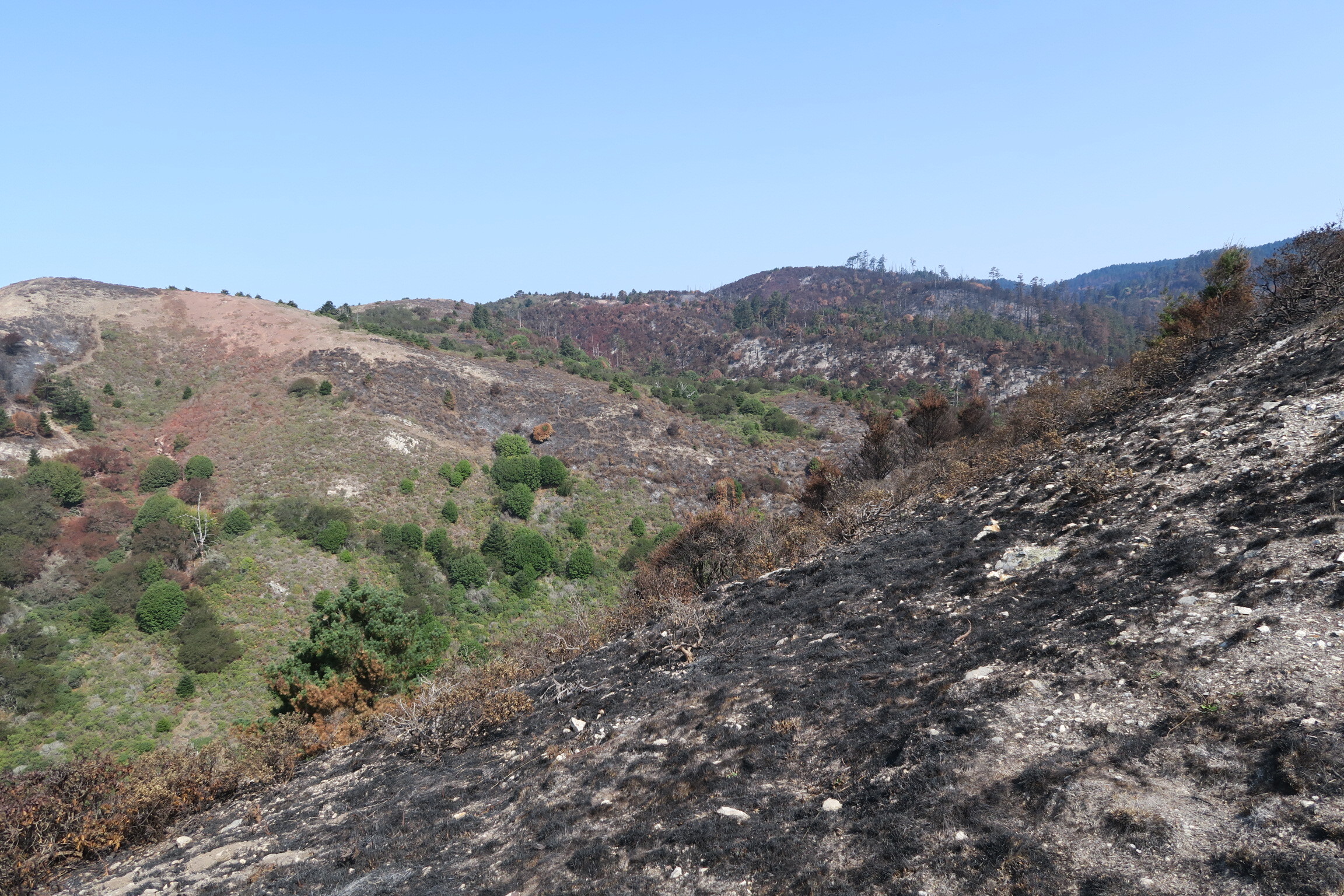 Some trees and shrubs on a hillside on the left in the mid-distance remain green while the surrounding landscape, including trees and vegetation in the foreground on the right, were burnt.