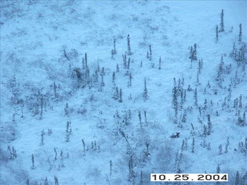 4 Gates of the Arctic National Park and Preserve Koyukuk Moose Survey 2004