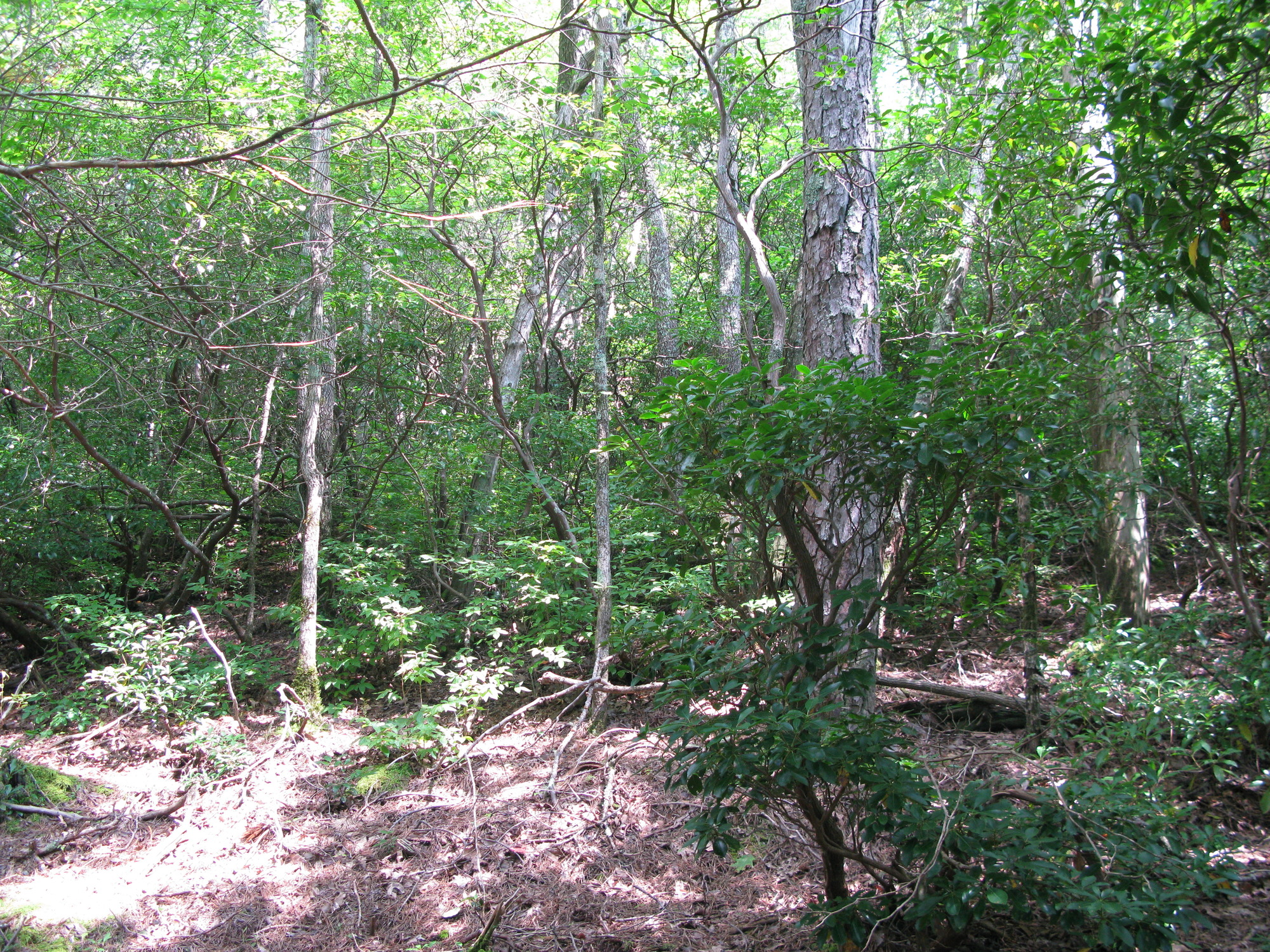 Plot Code: GRSM_AA_0357_2