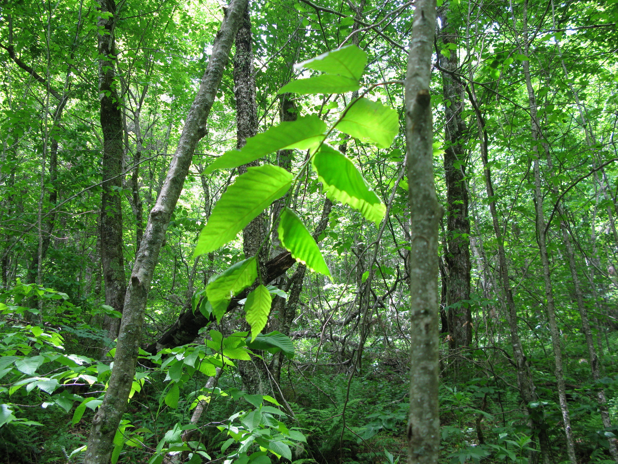 GRSM Accuracy Assessment. Plot Code: GRSM_AA_0097_5