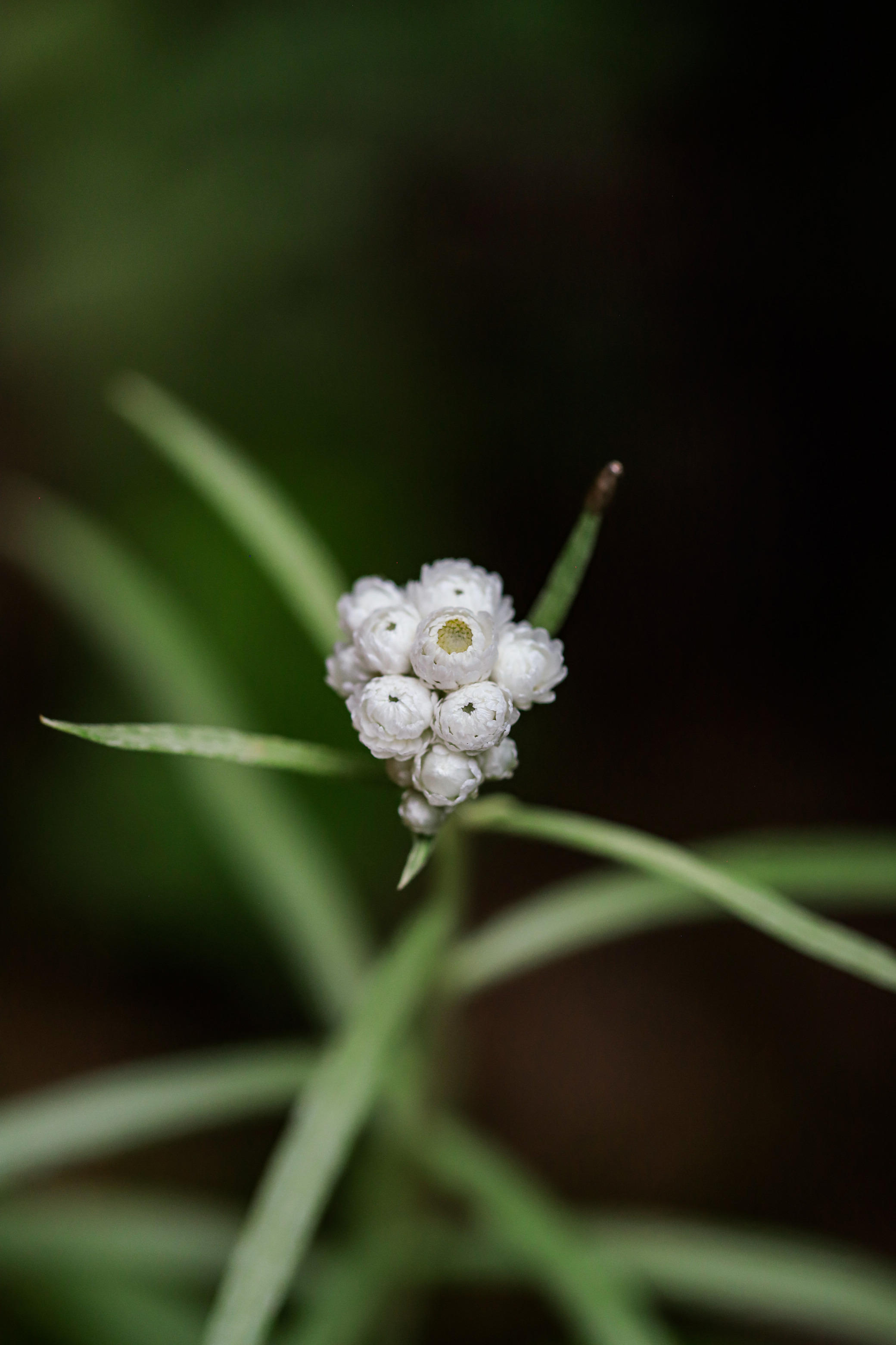 A cluster of many-petalled, white flowers with spindly leaves