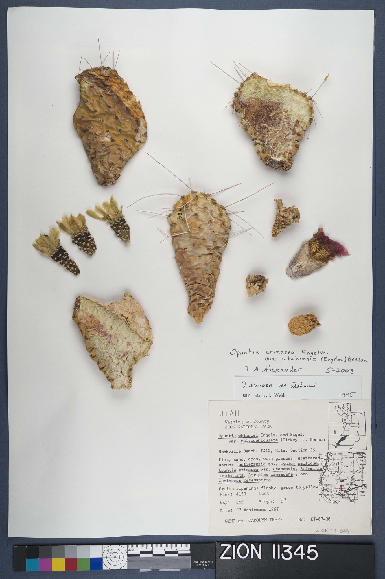 Herbarium Specimen Sheet 11345