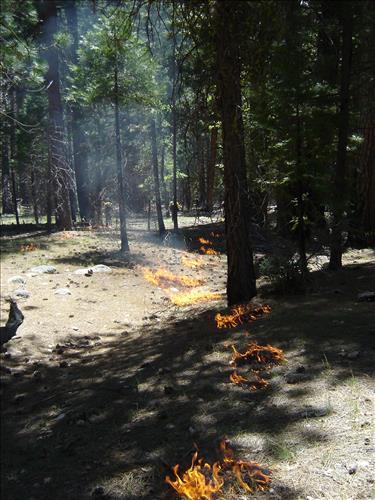 Roads End Prescribed Fire, Sequoia and Kings Canyon National Parks, May 2005
