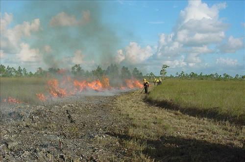 Prescribed burning at Everglades National Park, April 2002