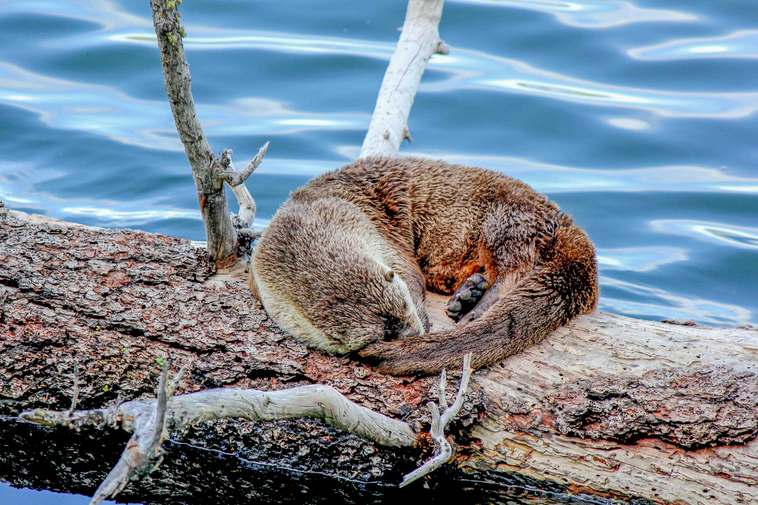 An otter is curled up on a log in the water.