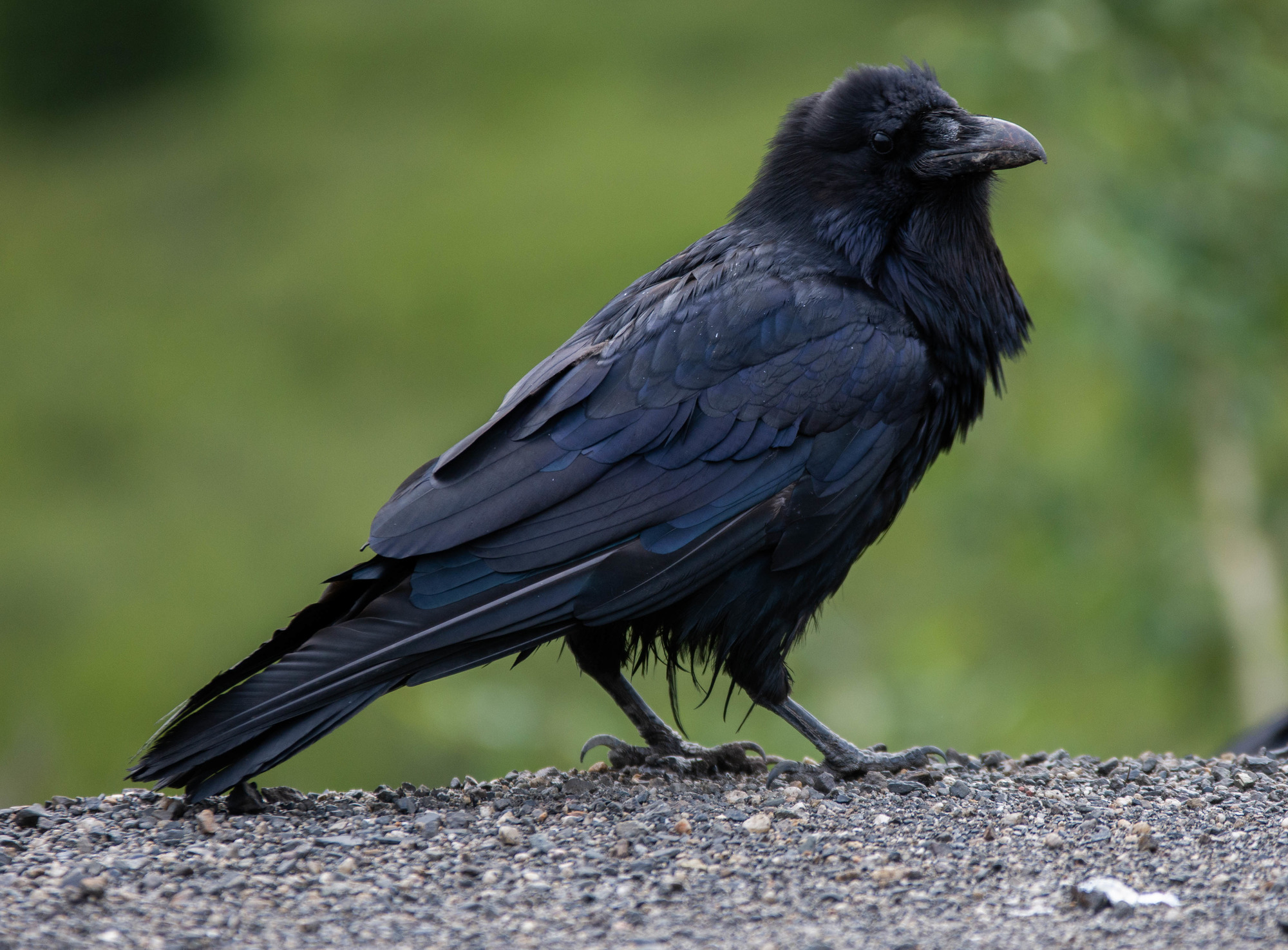 A raven 