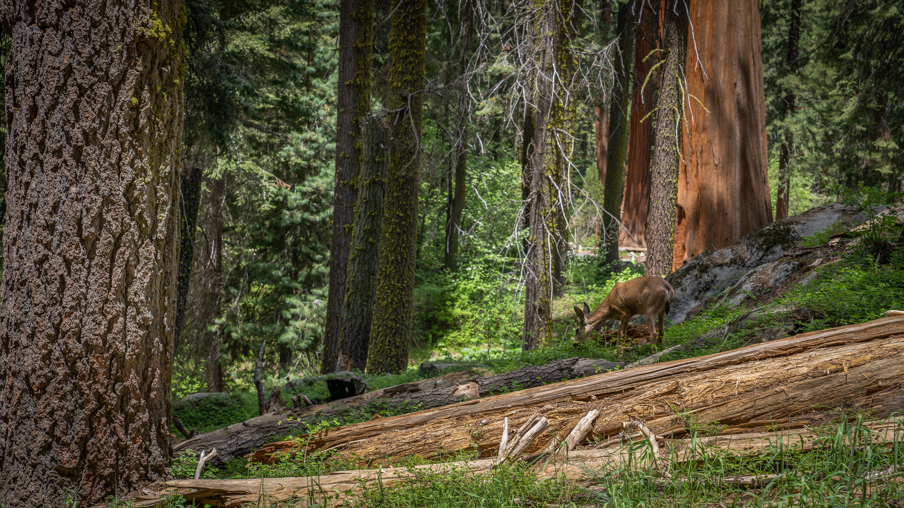 A deer grazes in the midst of fallen logs, other trees, and a giant sequoia.