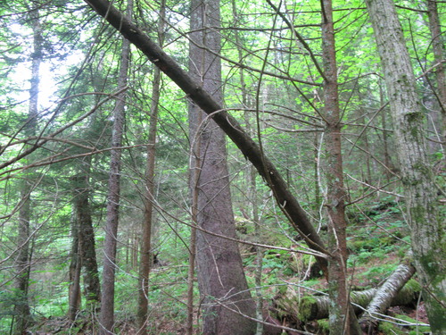 GRSM Accuracy Assessment. Plot Code: GRSM_AA_0107_4