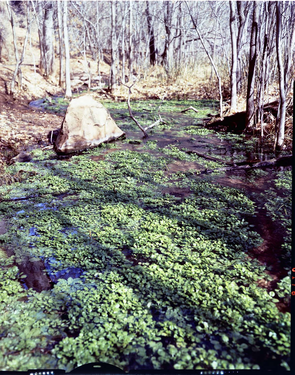 Color Photo of seeps and swamp vegetation.