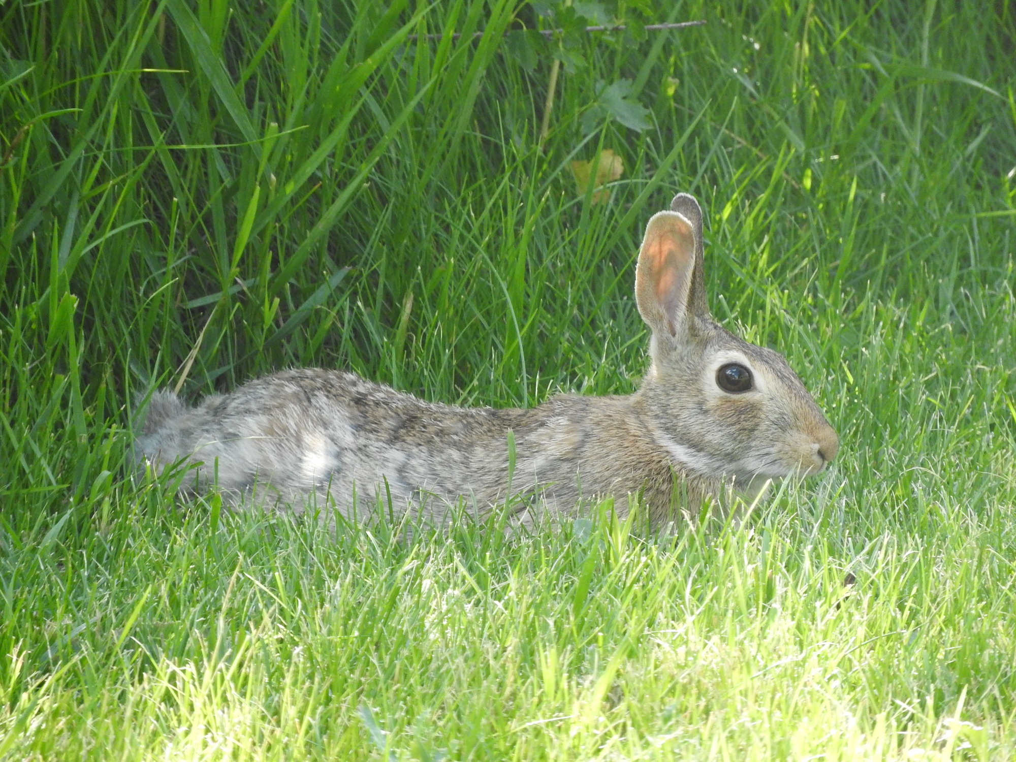 An eastern cottontail rabbit rests sprawled out on a grassy lawn. 