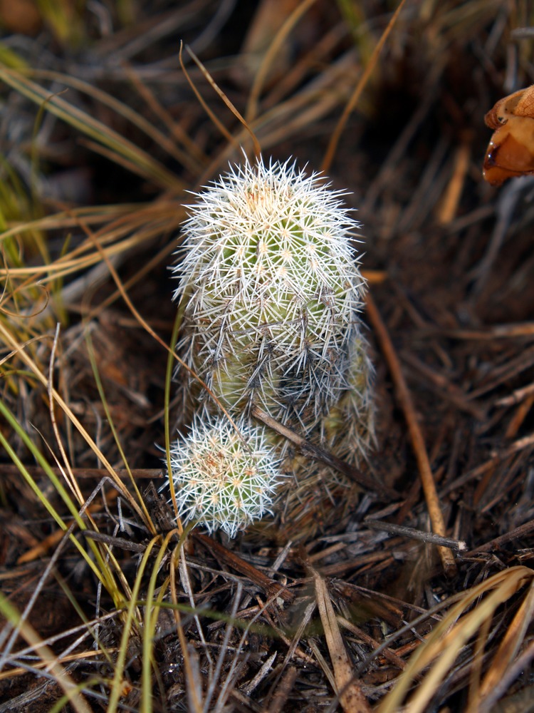 Pincushion Cactus, Coryphantha vivipara